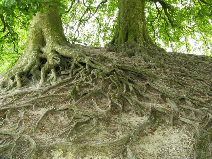 Oude bomen zijn kwetsbaar voor natuurgraven